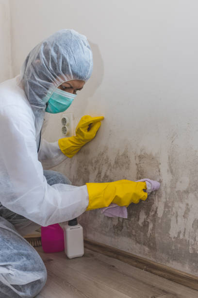 Best Mold Remediation for Healthcare Facilities  in New London, CT