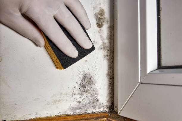 Best Mold-Related Health Consultation  in New London, CT